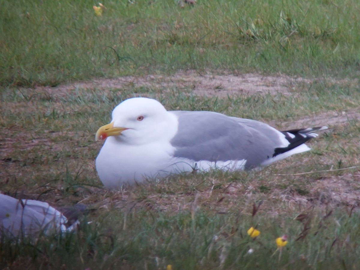 Yellow-legged Gull (michahellis) - ML619812958