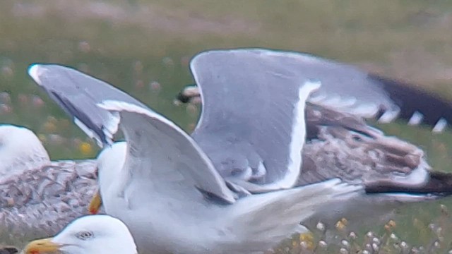 Gaviota Patiamarilla (michahellis) - ML619812963