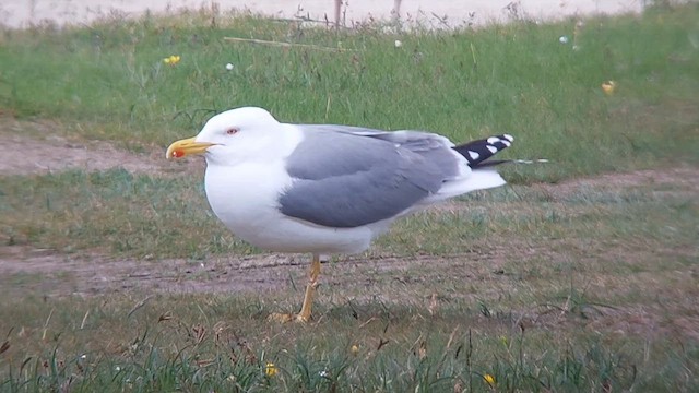 Yellow-legged Gull (michahellis) - ML619812969