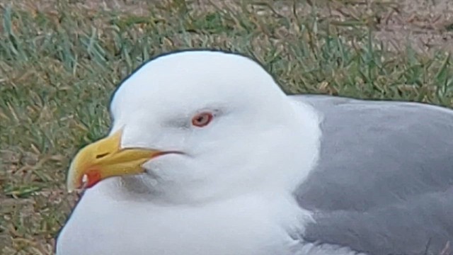 Gaviota Patiamarilla (michahellis) - ML619812971