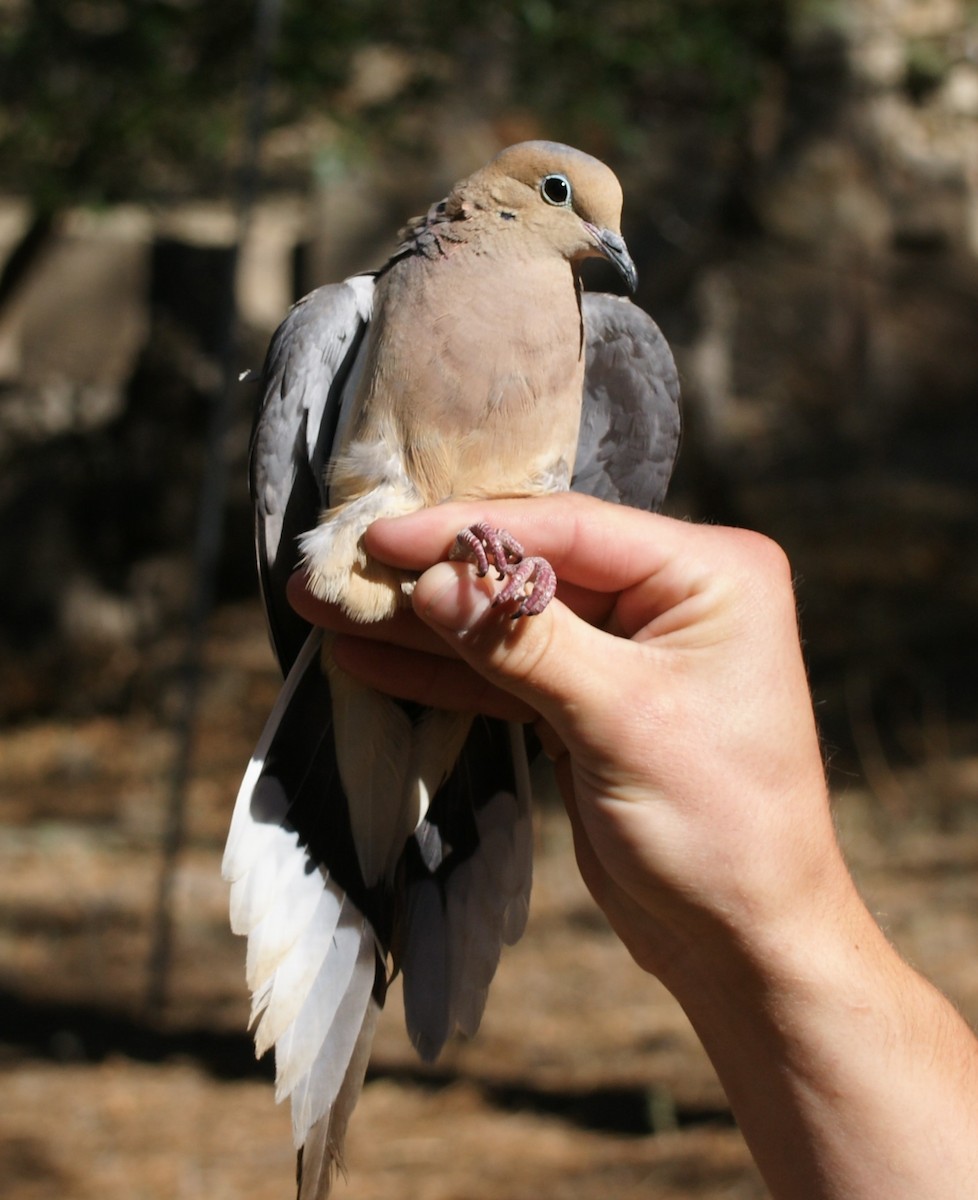 Mourning Dove - ML619812978