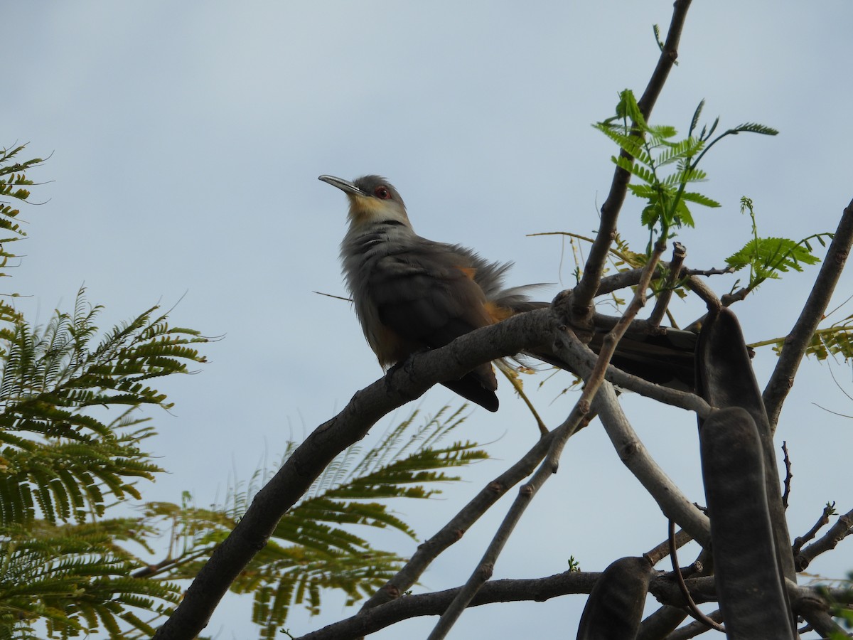 Hispaniolan Lizard-Cuckoo - ML619812983