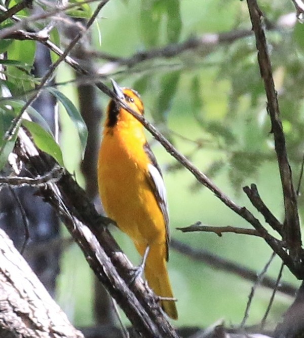 Bullock's Oriole - ML619812986