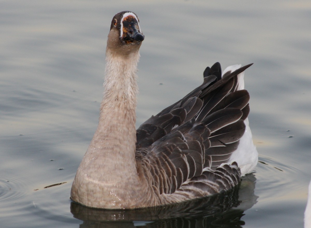 Swan Goose (Domestic type) - ML619812988