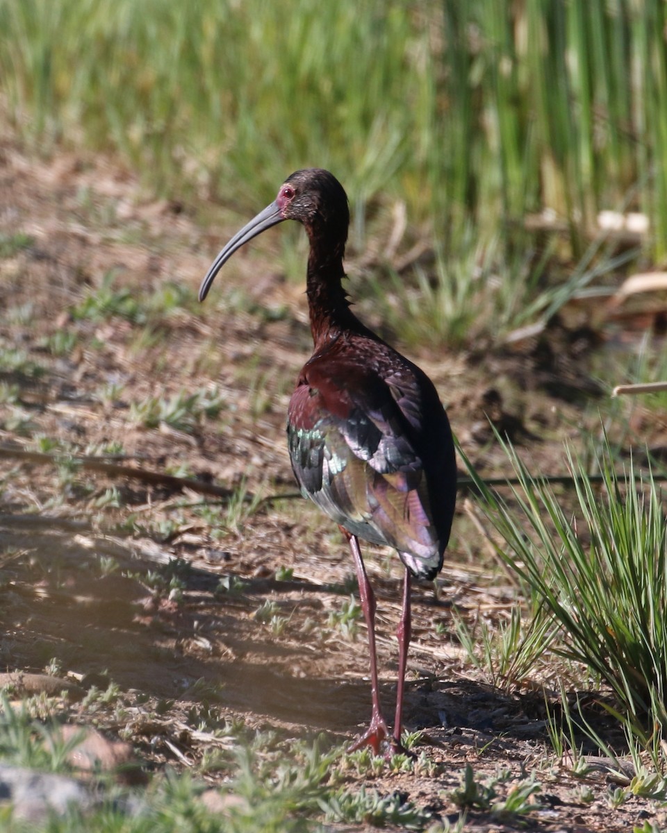 Ibis à face blanche - ML619812989