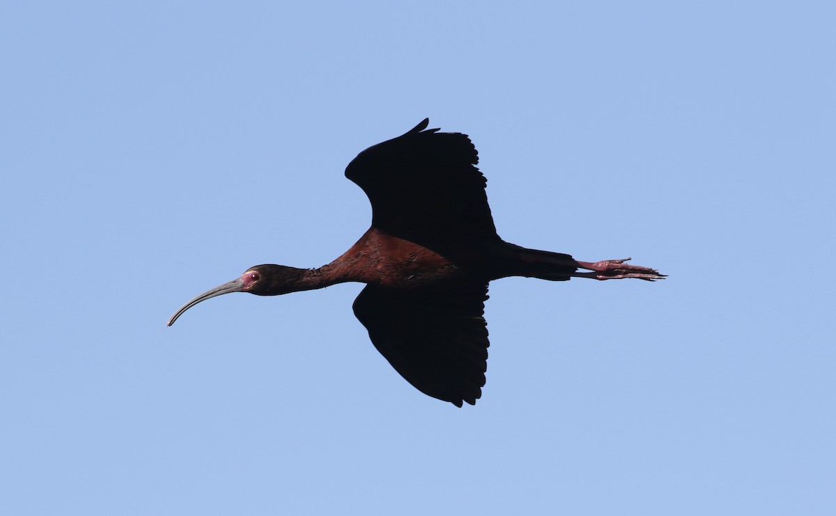 ibis americký - ML619812993