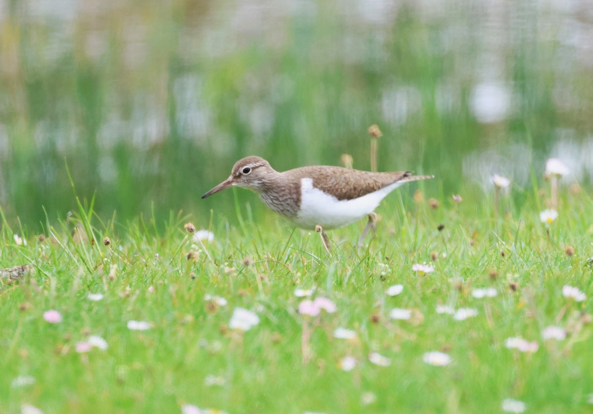 Common Sandpiper - ML619812994