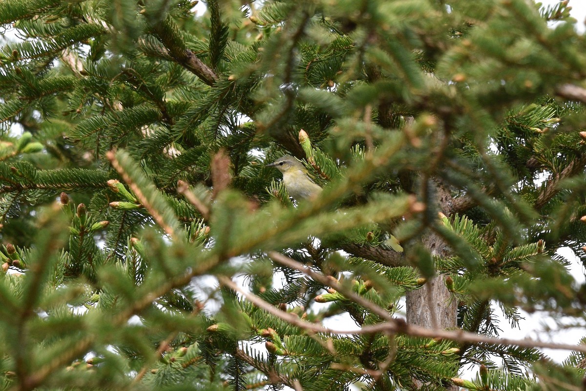 Tennessee Warbler - ML619813009