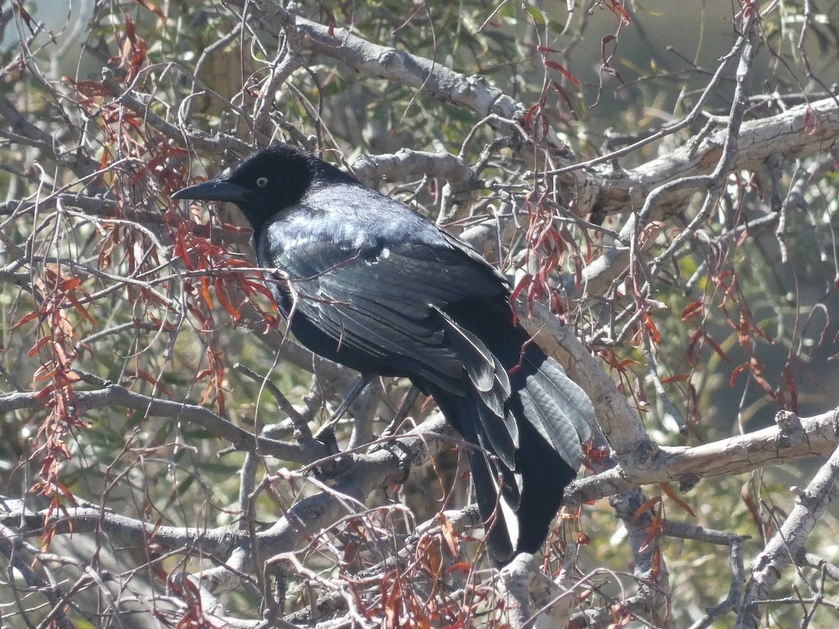 Great-tailed Grackle - ML619813012