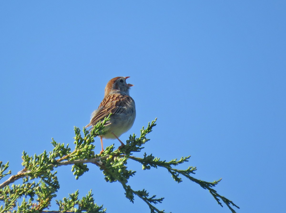Field Sparrow - ML619813021