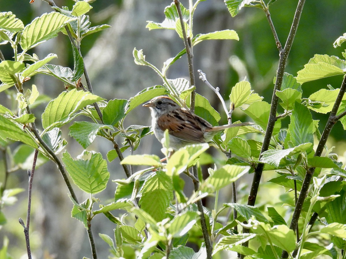 Swamp Sparrow - ML619813023