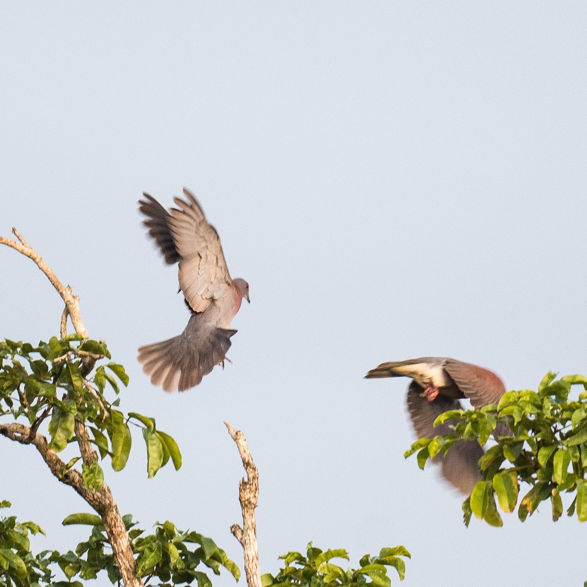 Pale-vented Pigeon - ML619813026