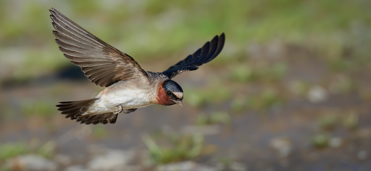 Cliff Swallow - ML619813039