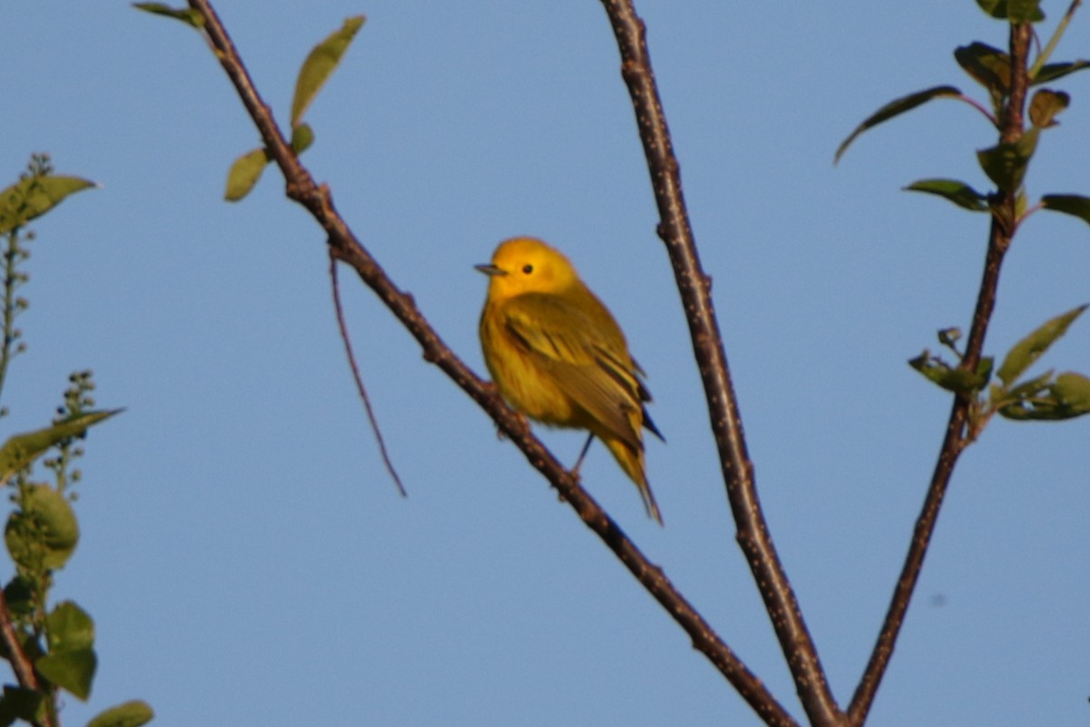 Yellow Warbler - ML619813049