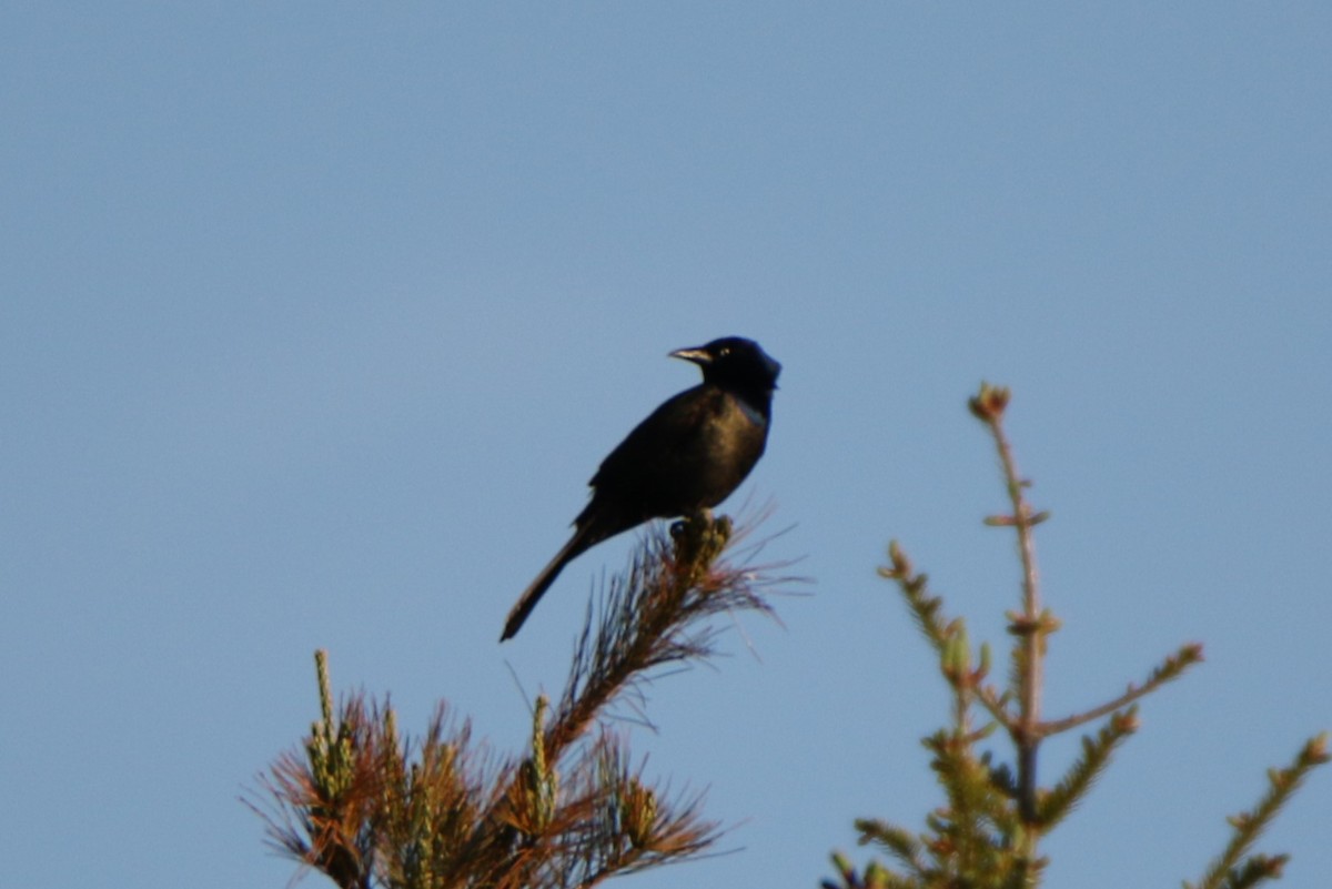 Common Grackle - ML619813051