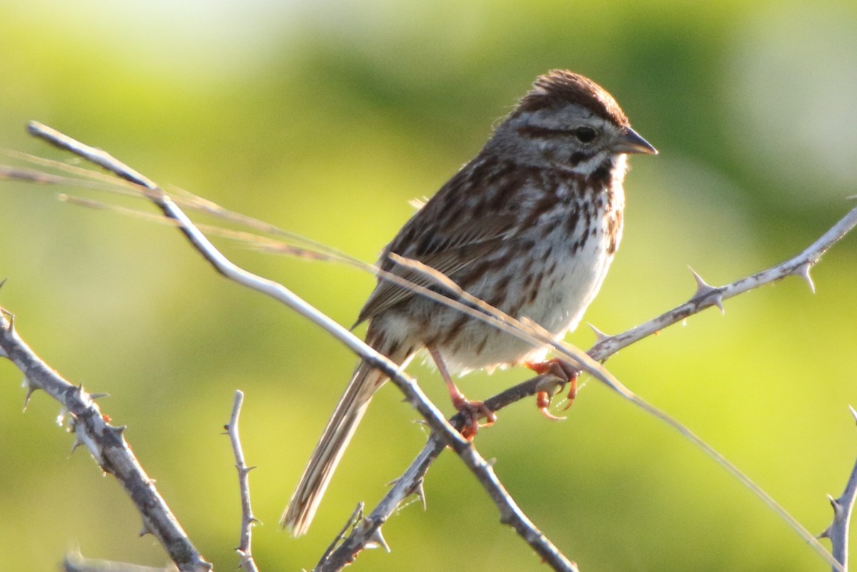 Song Sparrow - ML619813056