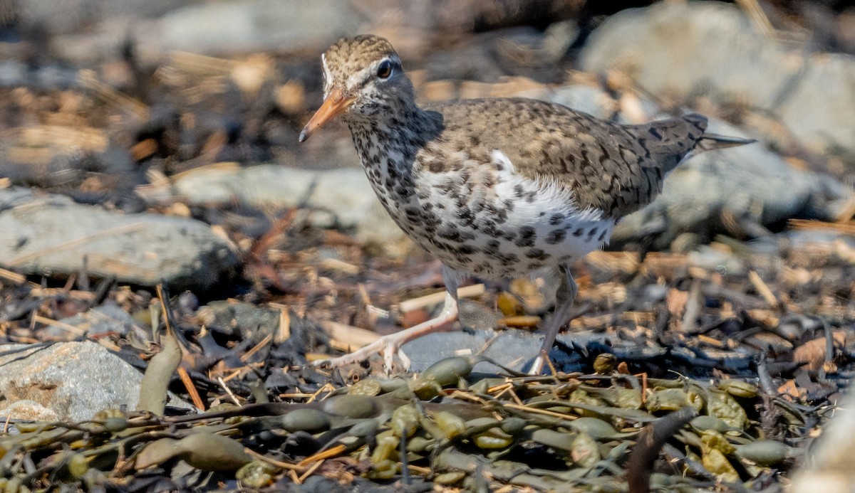 Spotted Sandpiper - ML619813058