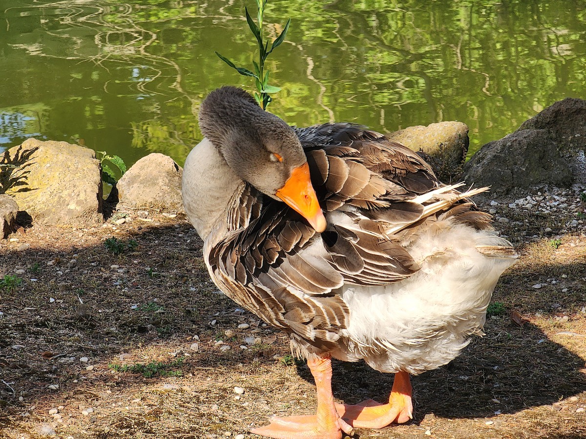 Graylag Goose (Domestic type) - ML619813062