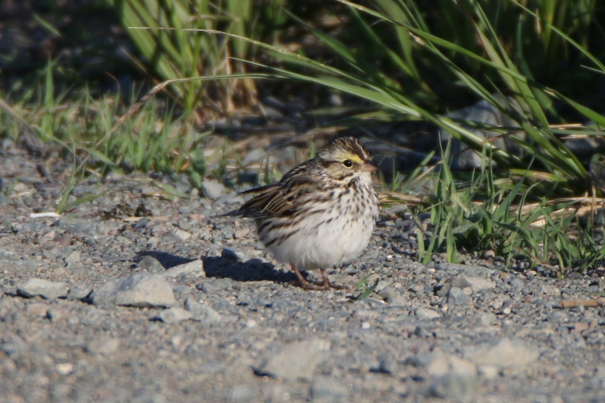 Savannah Sparrow - ML619813080