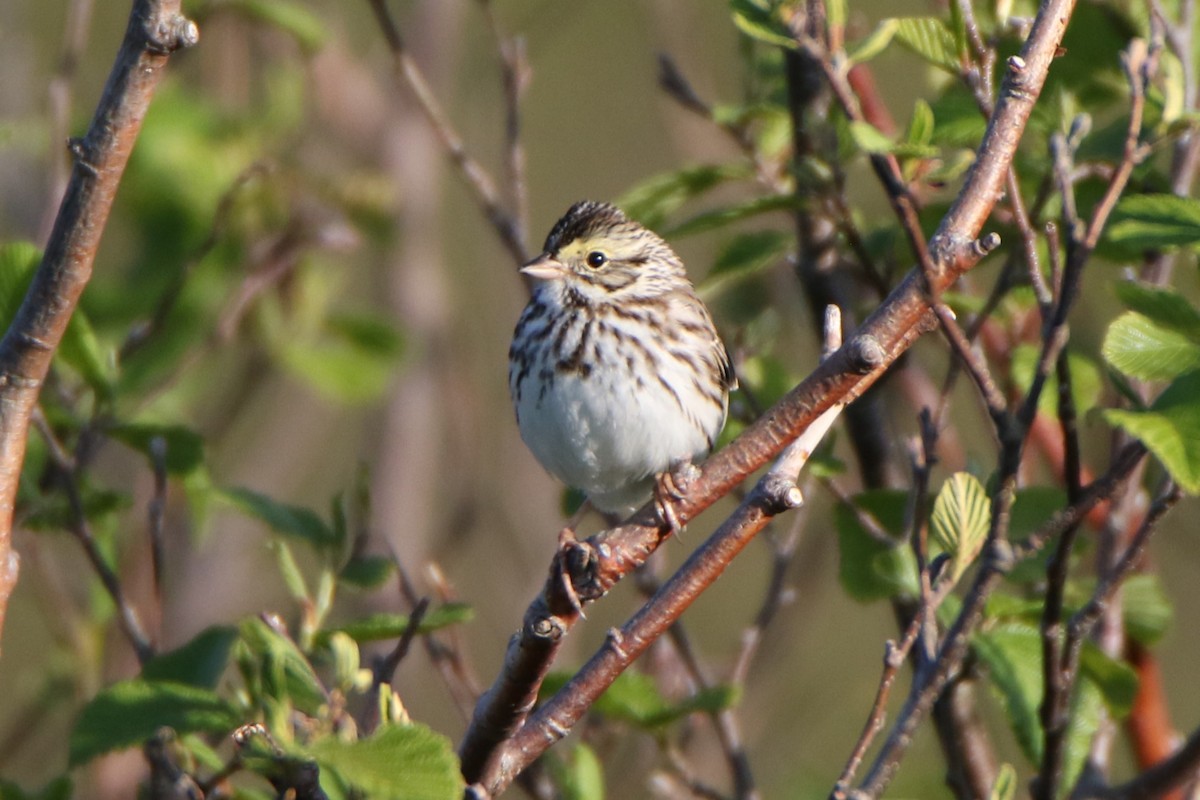 Savannah Sparrow - ML619813089