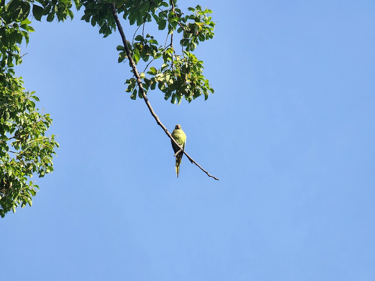 Rose-ringed Parakeet - ML619813091