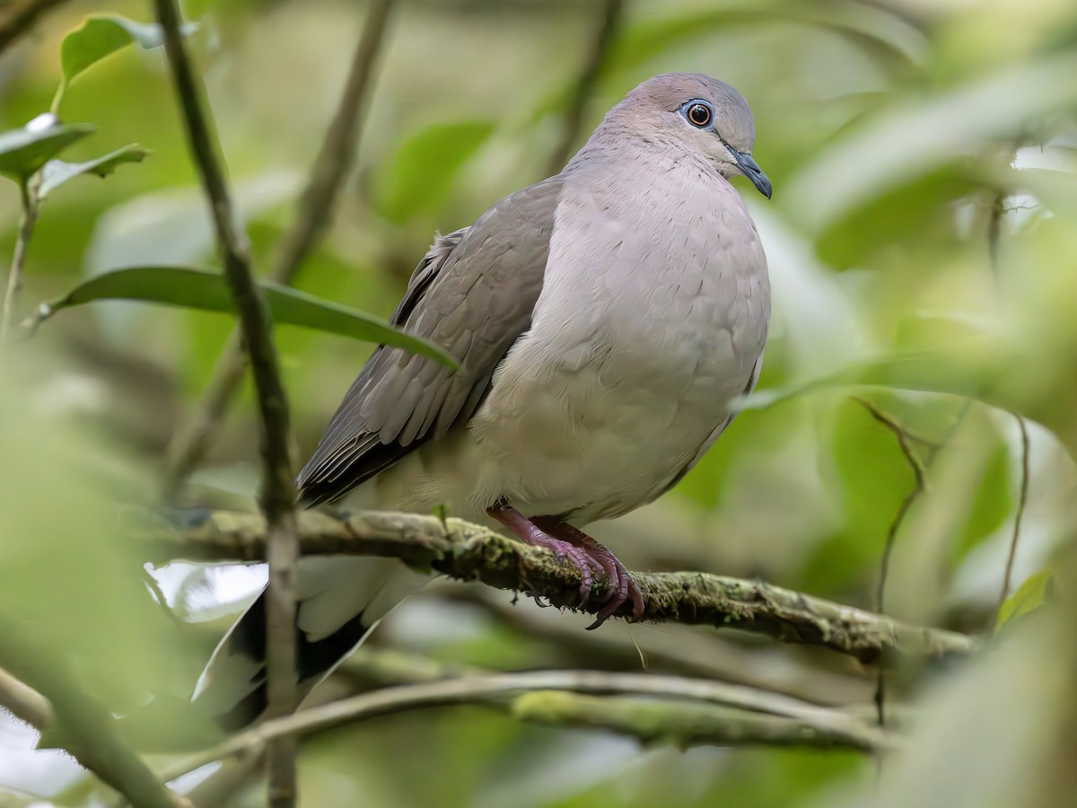 White-tipped Dove - ML619813094