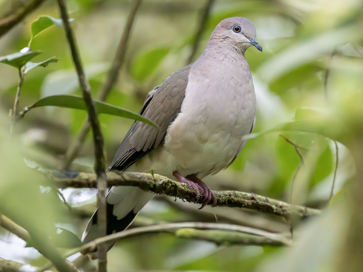 White-tipped Dove - ML619813095