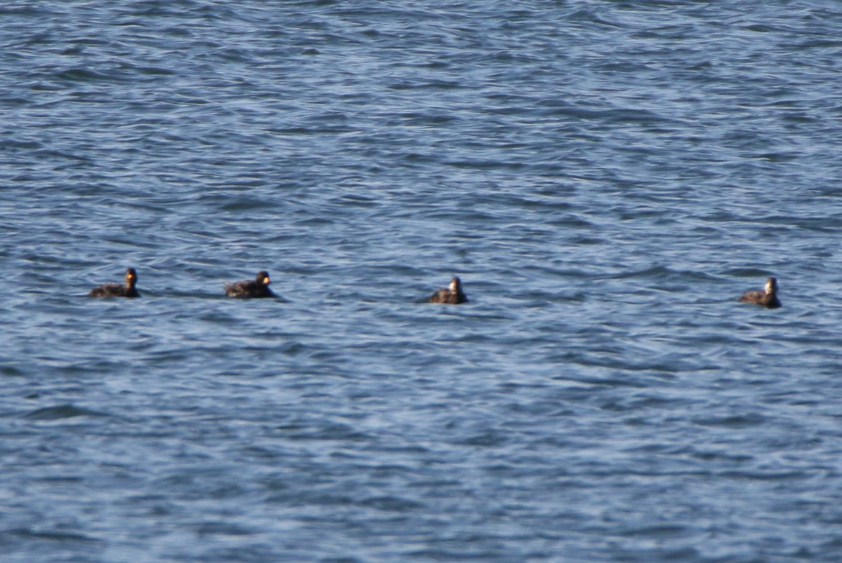 Black Scoter - ML619813099