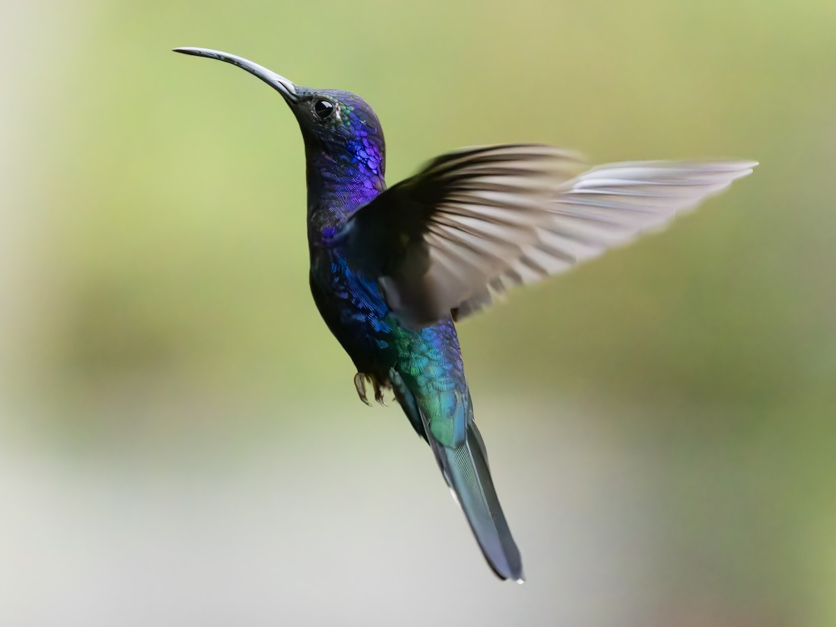 Colibrí Morado - ML619813100