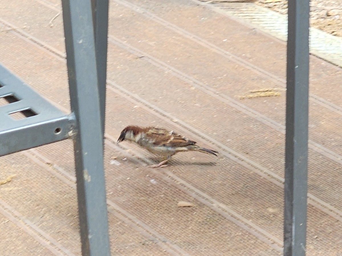 Italian Sparrow - ML619813105