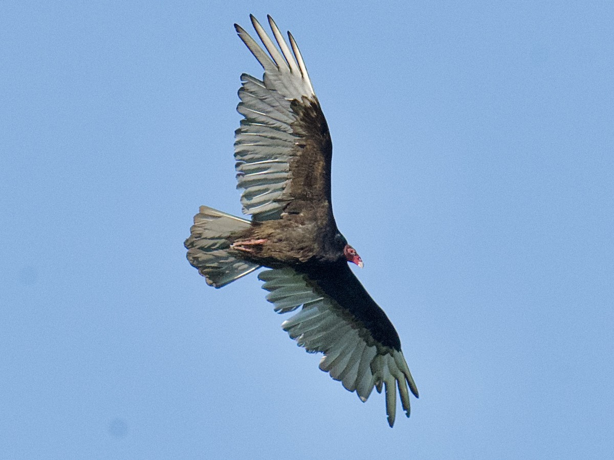 Turkey Vulture - ML619813106