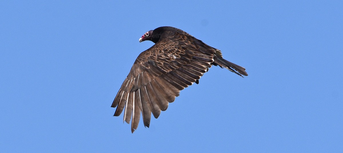 Turkey Vulture - ML619813107
