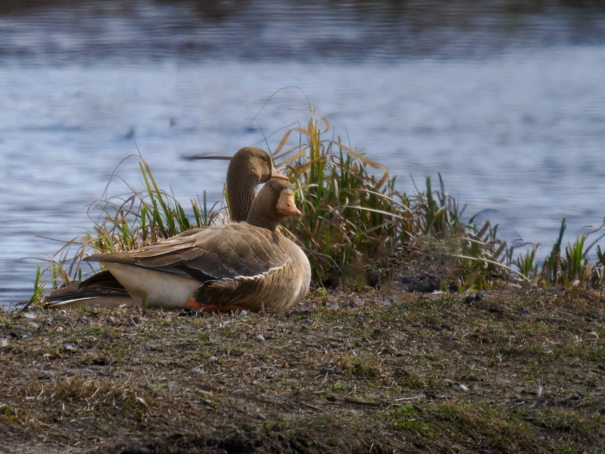Greater White-fronted Goose - ML619813109