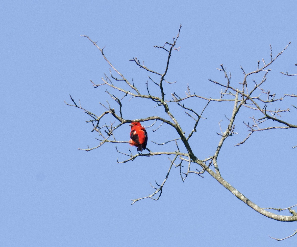 Scarlet Tanager - ML619813115