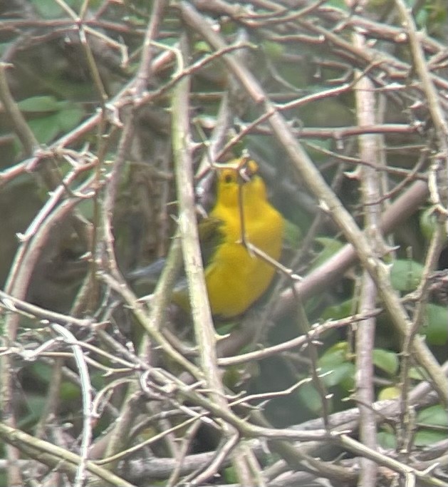 Prothonotary Warbler - ML619813118