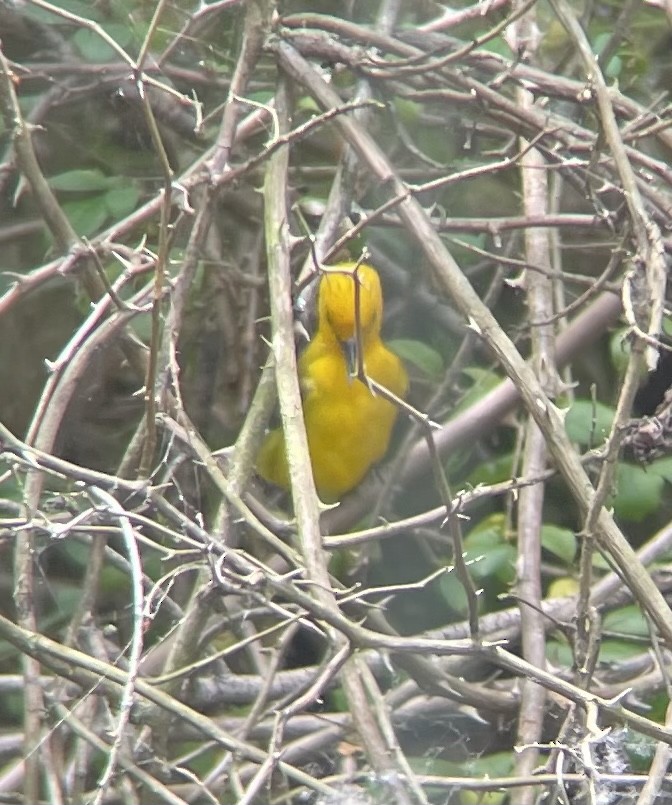 Prothonotary Warbler - ML619813119