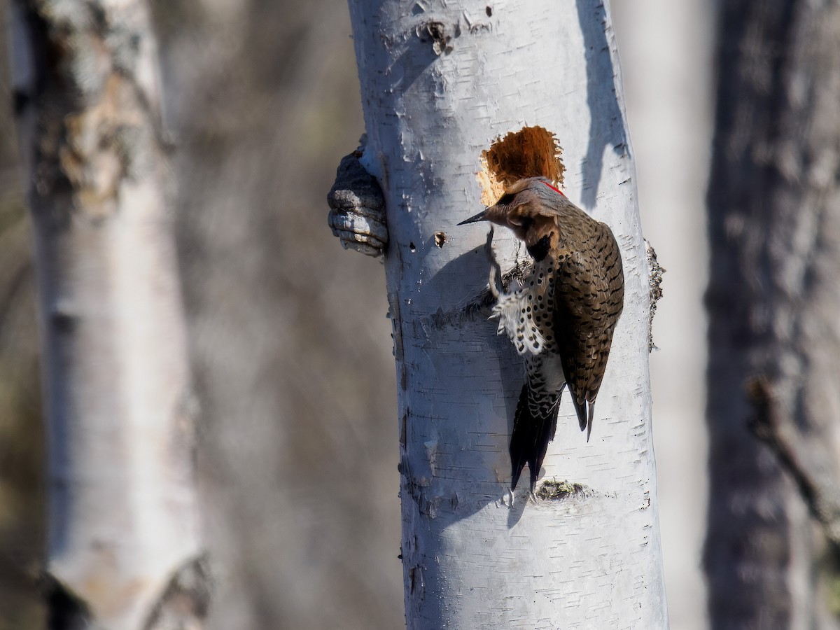 Northern Flicker (Yellow-shafted) - ML619813126