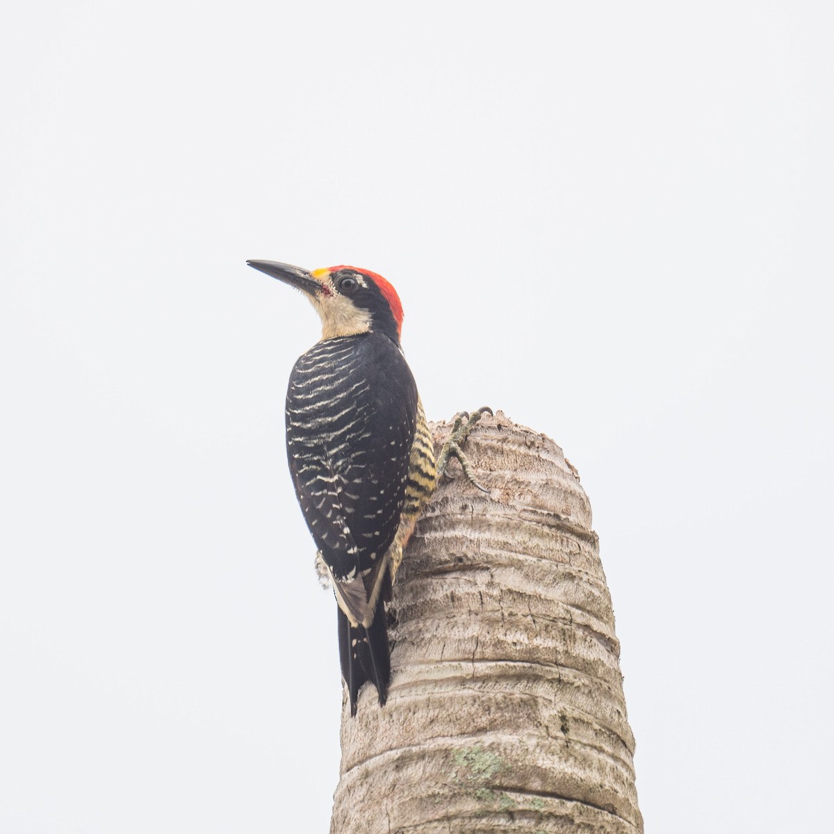 Black-cheeked Woodpecker - ML619813128