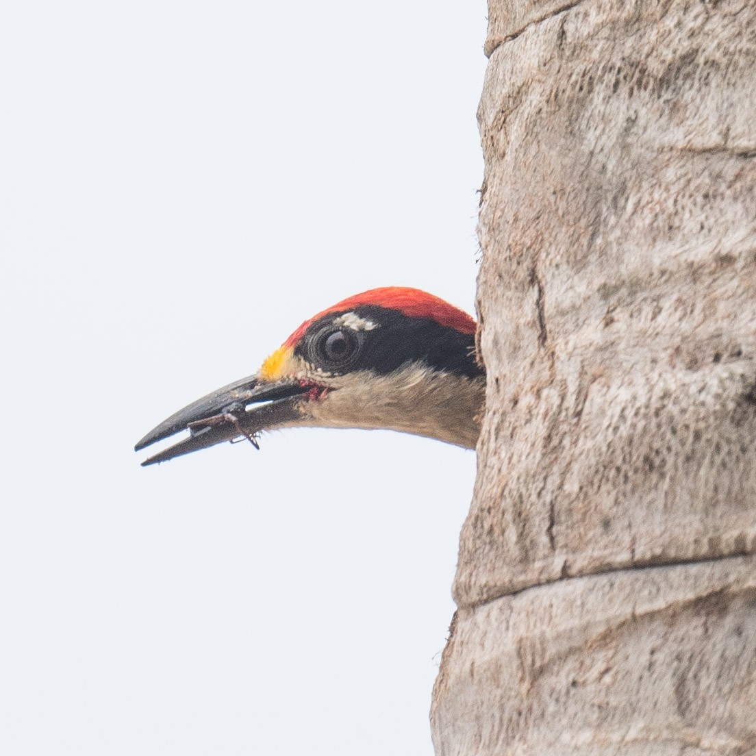 Black-cheeked Woodpecker - ML619813129