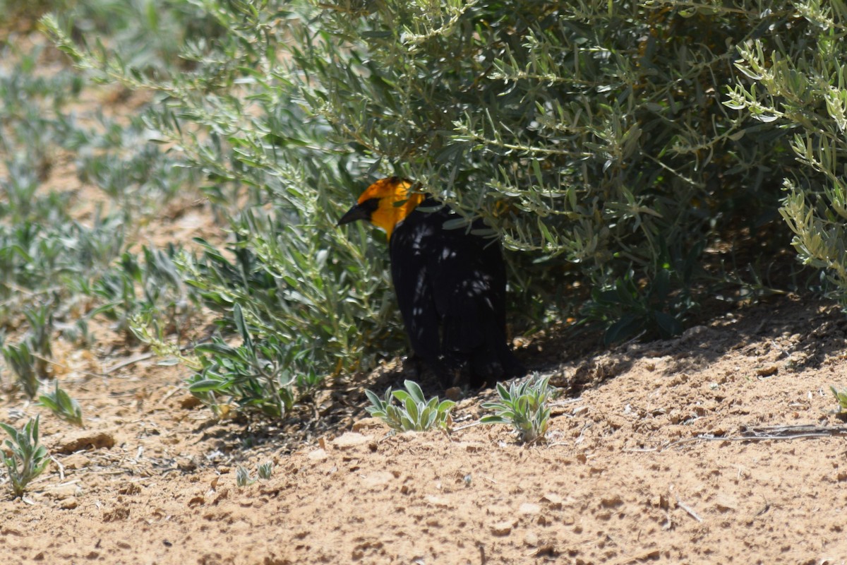 Yellow-headed Blackbird - ML619813131