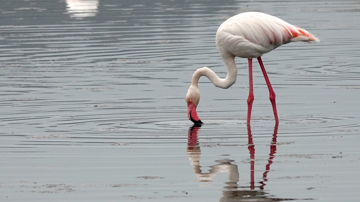 Greater Flamingo - ML619813133
