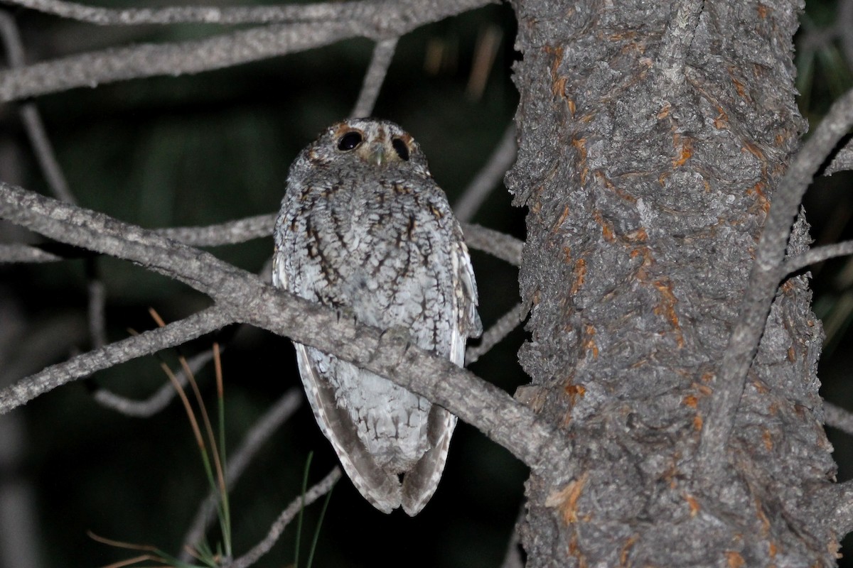 Flammulated Owl - ML619813150