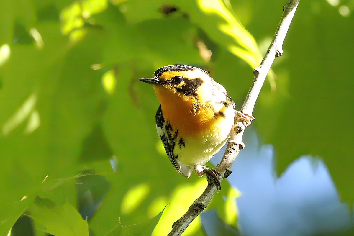 Blackburnian Warbler - ML619813152