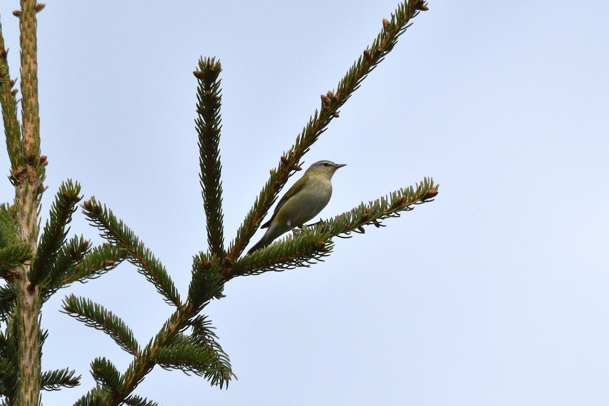 Tennessee Warbler - ML619813154