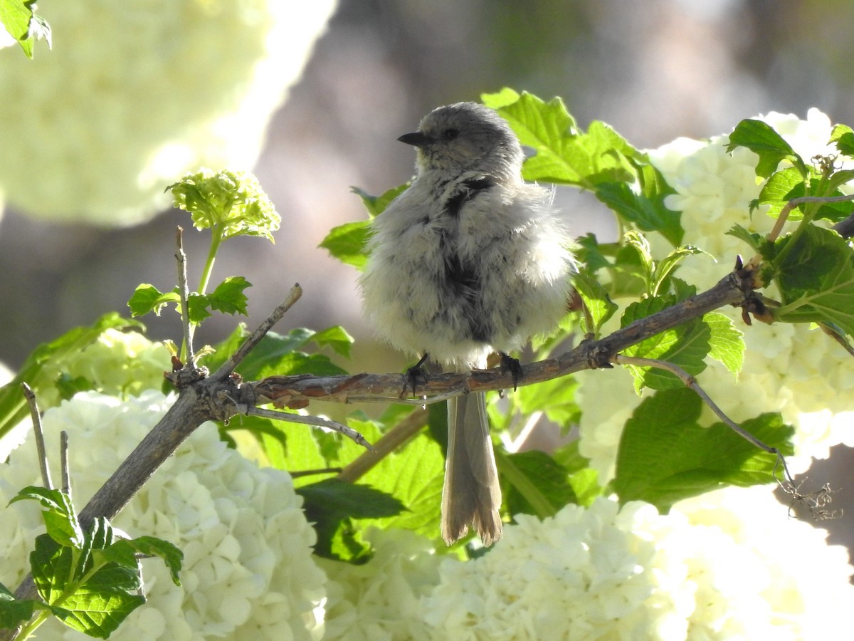 Bushtit - ML619813163