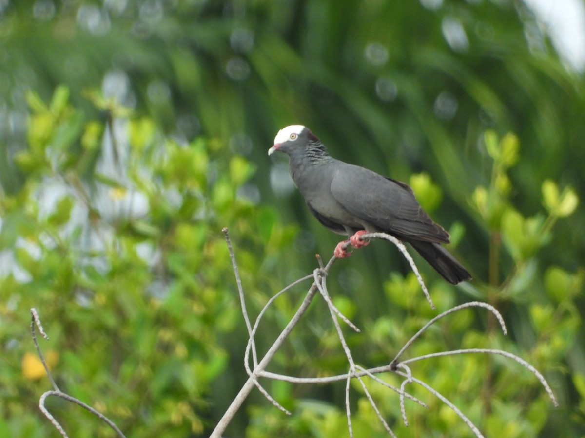 White-crowned Pigeon - ML619813174