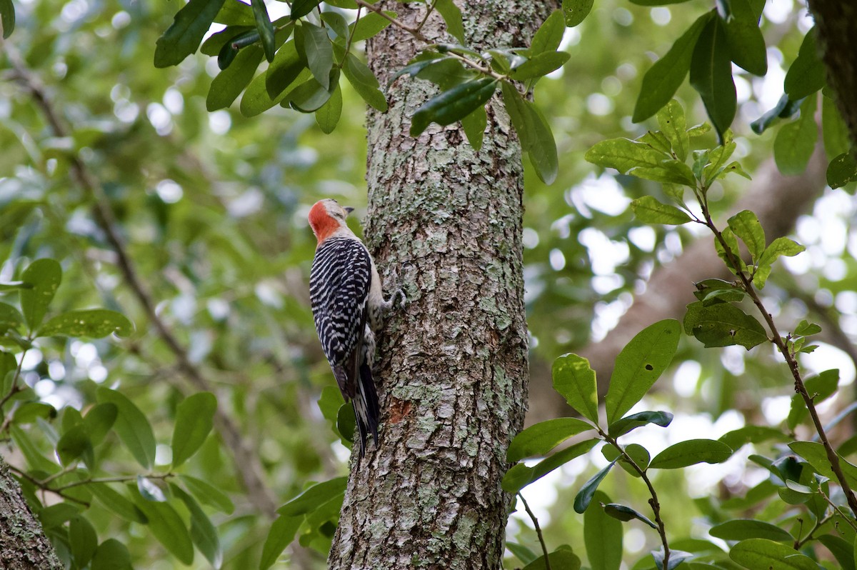 Red-bellied Woodpecker - ML619813184