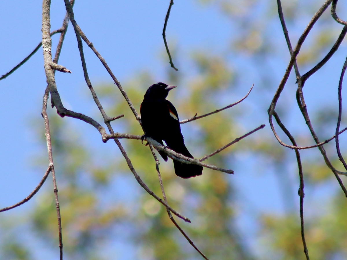 Red-winged Blackbird - ML619813187