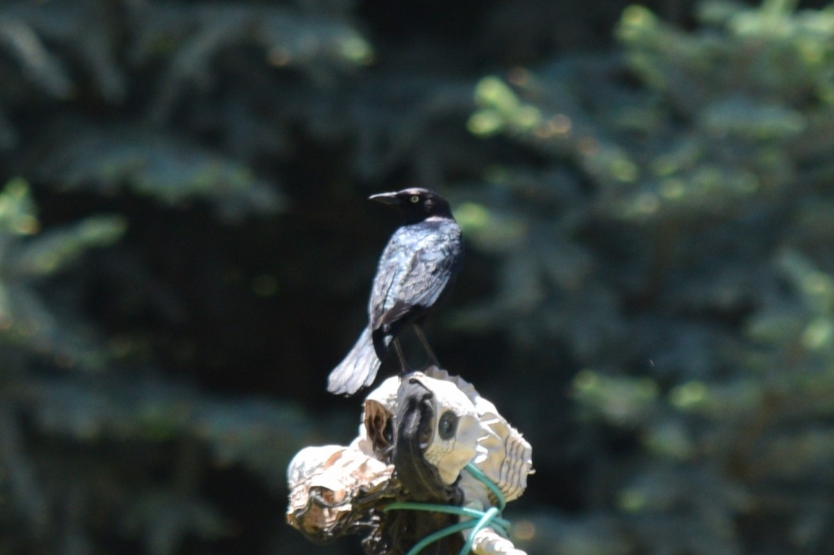 Brewer's Blackbird - ML619813193