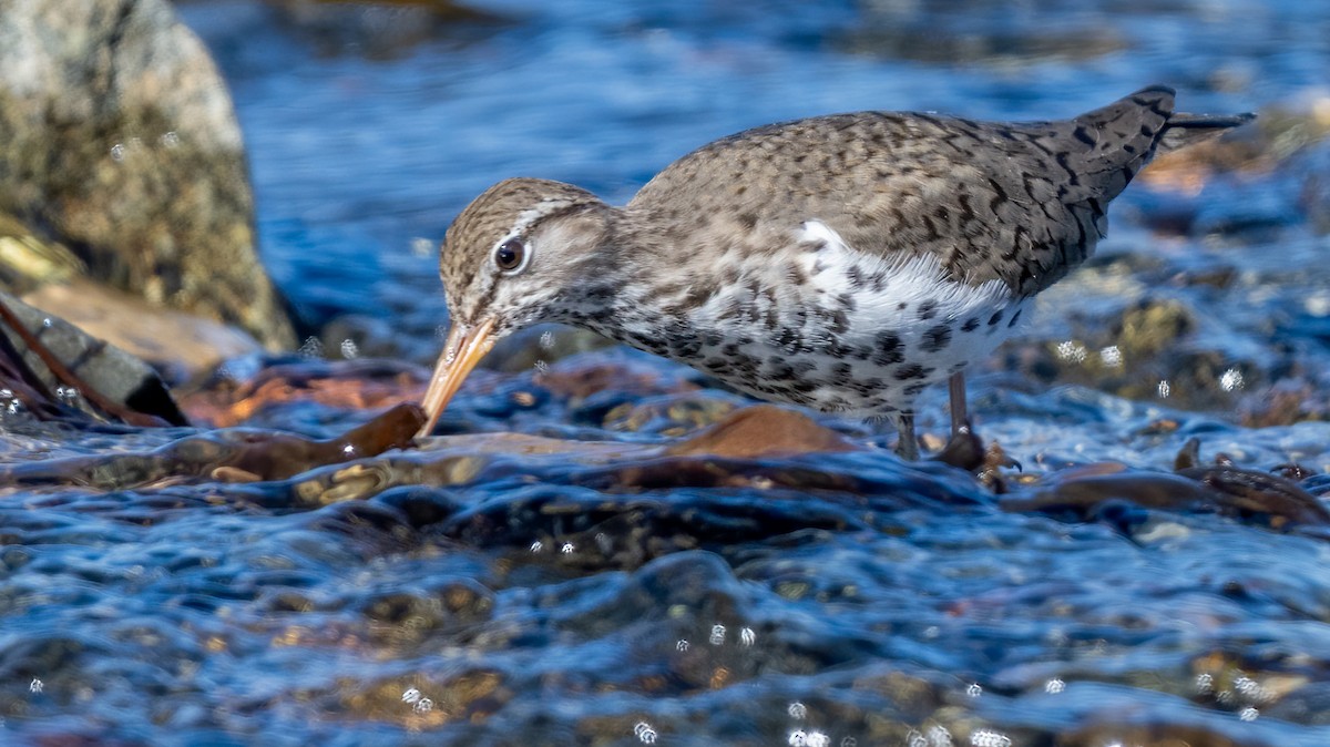 Spotted Sandpiper - ML619813206